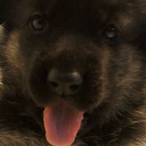 Meet your Posher, Daniel